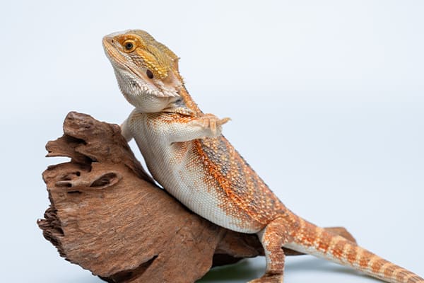 Bearded Dragon Behavior